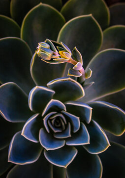 Colorful Echeveria Succulent With Blooming Flowers in Close-Up View