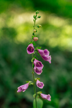 Purple Foxglove Wildflower Bloom