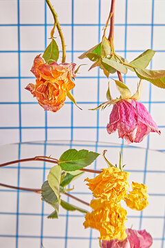 Drying flowers