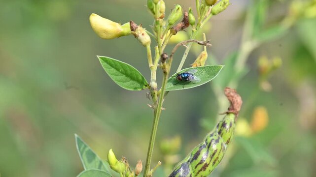 Calliphora vomitoria fly sitting on Pigeon pea leaf. Its common name&nbsp;blue bottle fly, orange bearded blue bottle and&nbsp;bottlebee. It is a species of&nbsp;blow fly, a species in the family&nbsp;Calliphoridae.
