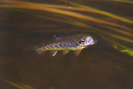 Young trout fish grabs an insect on water surface