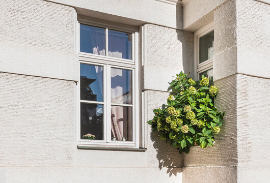 Hydrangea Plant Corner Window White Textured Facade