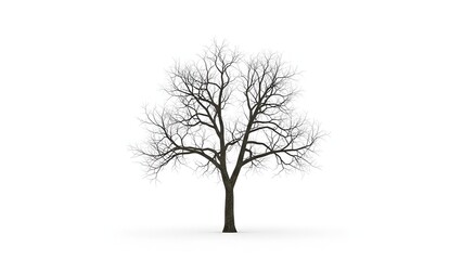 Stark silhouette of a bare winter tree on clean white background