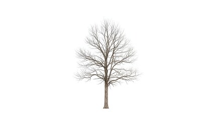 Dormant tree with bare branches isolated on a white background