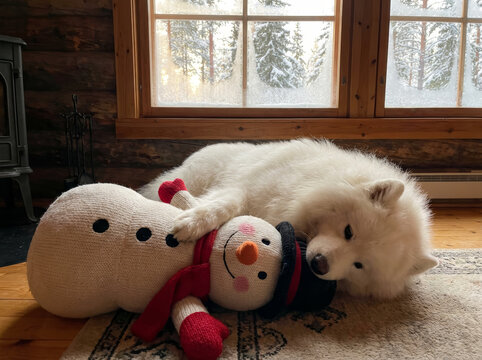 Samoy&egrave;de c&acirc;lin blotti un bonhomme de neige devant fen&ecirc;tre enneig&eacute;e dans cabane rustique d'hiver cosy