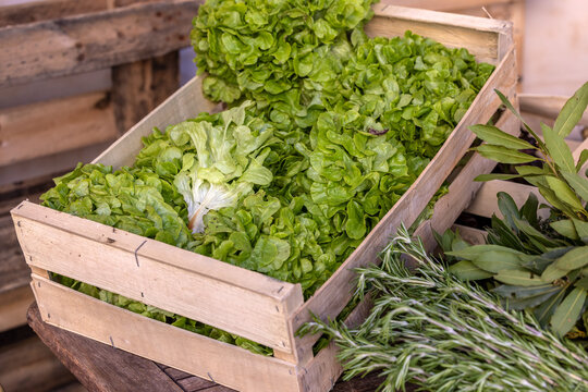 Fresh Lettuce and Herbs in Wooden Crate