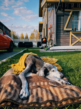 Senior dog sleeping on blanket in autumn backyard