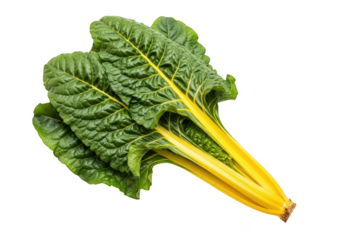 Fresh yellow swiss chard leaves and stalks isolated on a plain background. isolated on transparent background