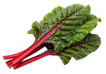 Fresh red chard leaves with vibrant pink stems isolated on white background isolated on transparent background