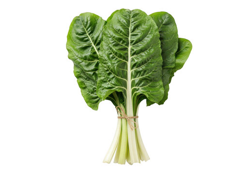 Fresh bunch of vibrant green swiss chard tied with twine, isolated on black background isolated on transparent background