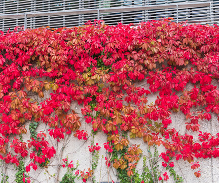 Autumn Vines on Urban Wall Displaying Fall Colors