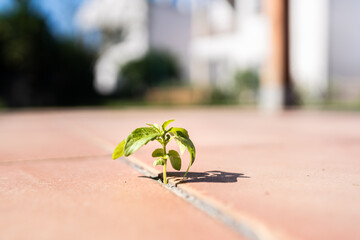 Seedling growing through concrete crack showing resilience
