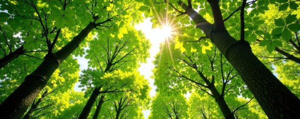 Sunlit beech and oak treetops, fresh spring leaves Hemer, Sauerland , vibrant, nature