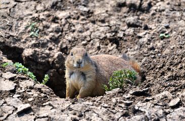 Close-up of Black-tailed Prairie Dog lying on the ground at Roberts Prairie Dog Town in Badlands National Park, South Dakota