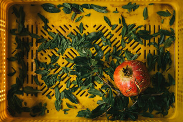 Pomegranate in yellow plastic crate