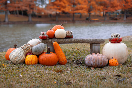 A mix of pumpkins and gourds arranged on a stone bench beside a lake with fall trees in the background. A calm seasonal scene perfect for Thanksgiving and autumn themes.