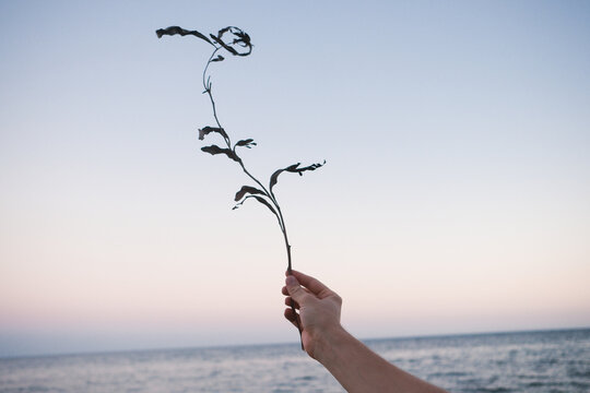 Holding a Delicate Plant Against a Serene Seaside Sunset