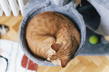 A top-down view of an orange cat sleeping