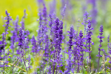 A close-up view of blooming lavender flowers in a lush green garden.