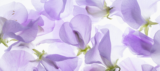Purple sweet pea blossoms
