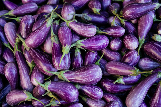 Purple eggplants