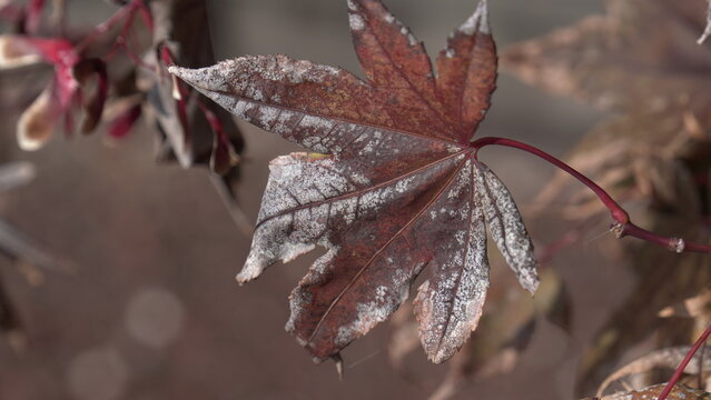 A striking close-up of a dried Japanese maple leaf, covered in white frost or potentially powdery mildew, highlighting the transition from autumn to winter.