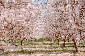 Almond orchard