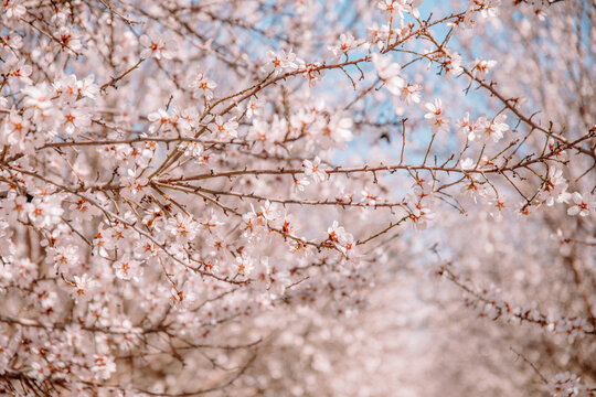 Almond blossoms