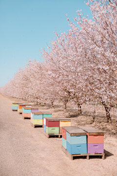 Colorful beehives