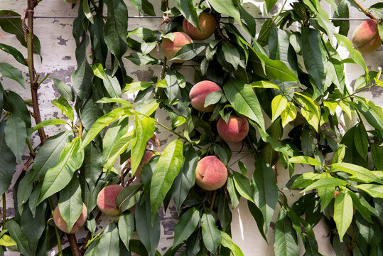 Peach tree with fruits inside greenhouse