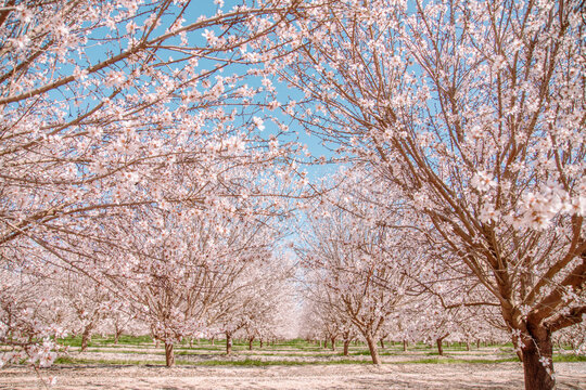 Almond orchard