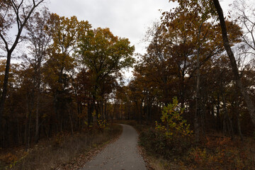 Fototapeta premium path in the woods