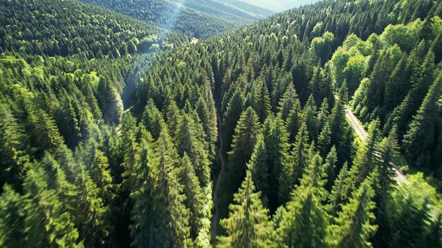 Aerial view looking down into a dense green coniferous forest valley with a narrow path winding through the trees on a sunny day vector illustration