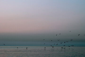 Flock of birds flying over calm sea against soft pastel sky at sunrise