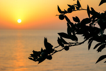 Silhouettes of citrus tree leaves and fruits against the soft golden sea sunset