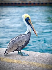 thanksgiving, seabird, florida, ocean, beach, wave, sea, nature, animal, feathers, beautiful, blue, birds, heron, water