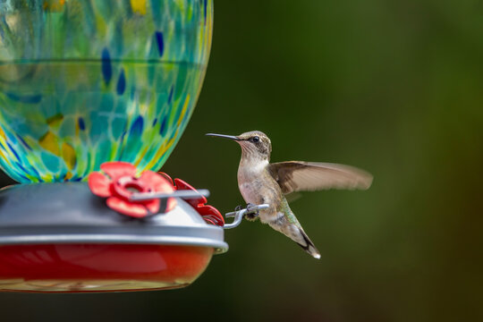 Hummingbird on a Feeder