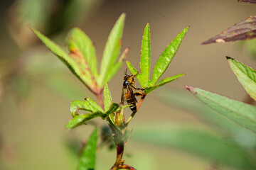 Bee on the leaves of a bush in the garden.