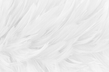 Beautiful white grey bird feathers pattern texture background.