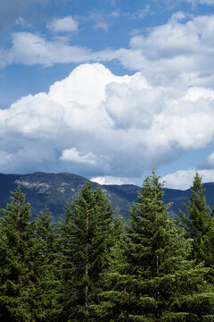 Puffy summer clouds above green fir trees