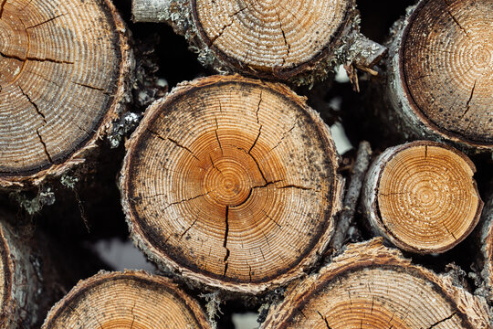 Cracked tree rings