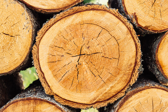 Tree growth rings on firewood