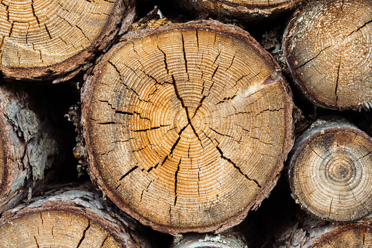 Cracked tree rings
