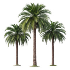 Obraz premium 3d tropical palm trees collection isolated on transparent background