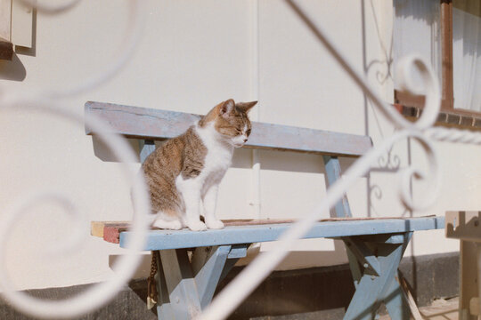 Cat Resting on a Blue Bench in a Peaceful Outdoor Setting