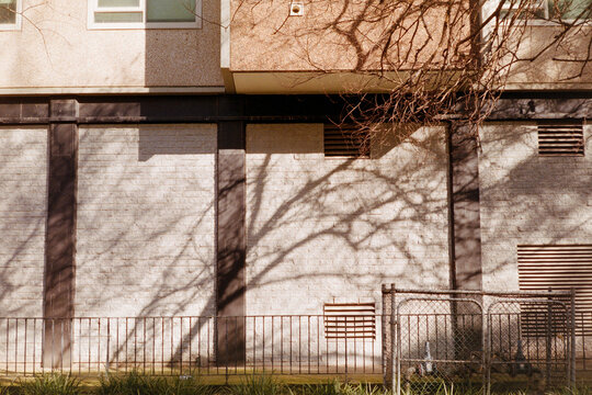 Shadows Cast by Trees on a Building&rsquo;s Wall in Afternoon Light