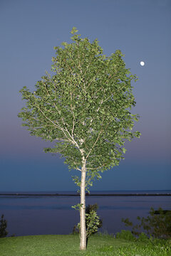Moon and tree lit by direct flash at dusk blue and purple gradient sky