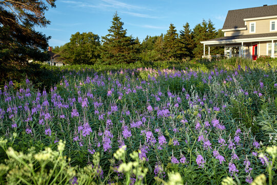 Field of Purple Wildflowers by Country House