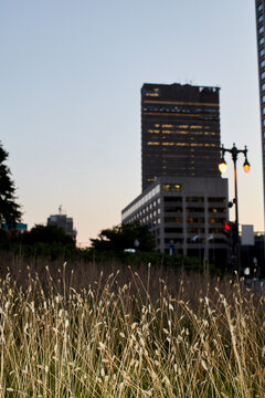 Tall grass illuminated by flash