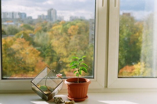 Green Plants on a Windowsill With a View of Autumn Trees